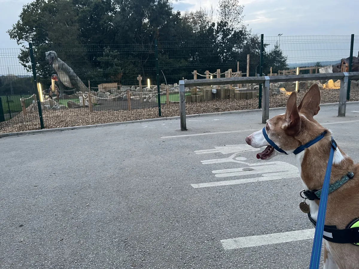 A podenco looking over to a display of dinosaurs at a crazy golf course