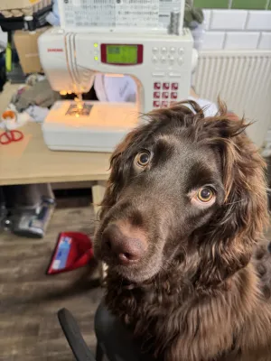 A brown fluffy spaniel attends a sewing machine