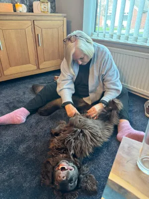 A spaniel lay on his back receiving a haircut while grinning incessantly